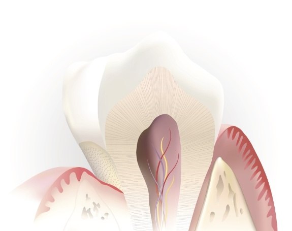 Animated inside of a healthy tooth not in need of root canal